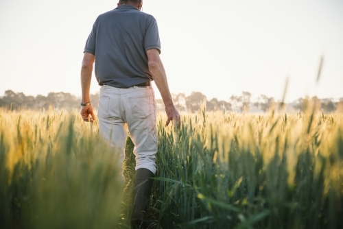 Farmer checking broadacre cereal crop in the Wheatbelt of Western Australia - Australian Stock Image