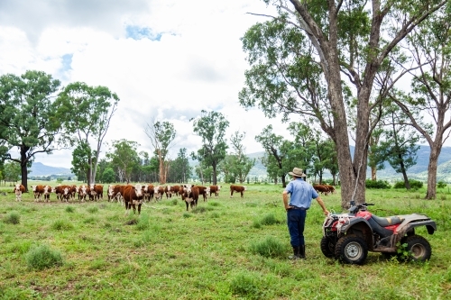 Farmer checking on new Hereford cattle in green paddock after rain