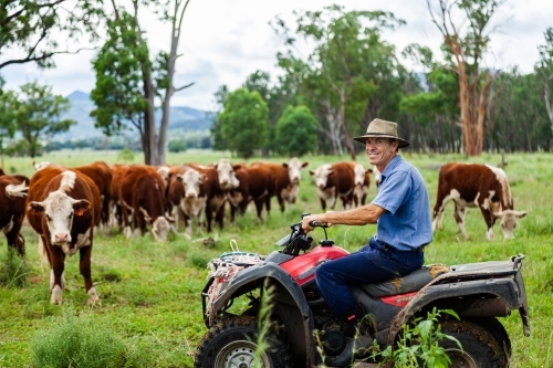 Farmer checking on new Hereford cattle in green paddock after rain - Australian Stock Image