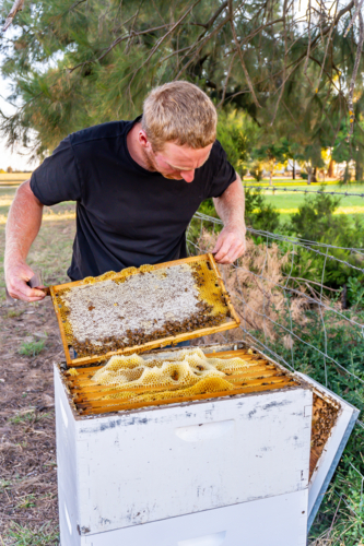 Farmer checking the bee hive - Australian Stock Image