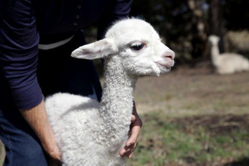 Farmer handling a baby alpaca on a rural property - Australian Stock Image