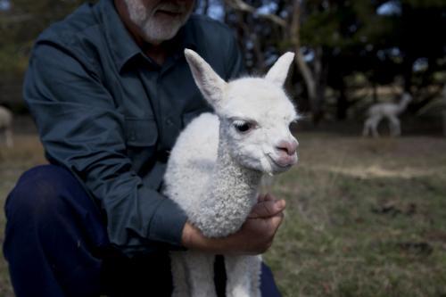 Farmer handling a baby alpaca on a rural property