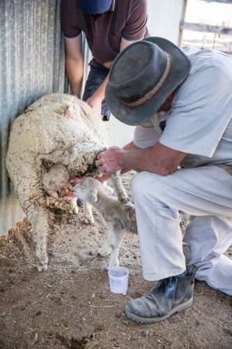 Farmer helping lamb drink from sheep in yards on farm in drought - Australian Stock Image