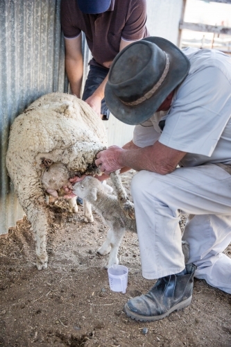 Farmer helping lamb drink from sheep in yards on farm in drought