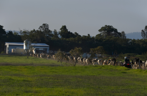 Farmer herding cattle to dairy on quad bike - Australian Stock Image