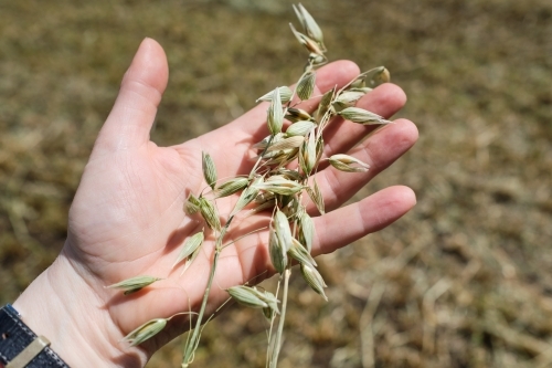 Farmer holding grass seed