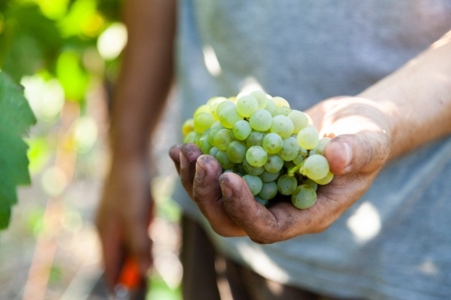 Farmer holding white grapes in hand picked from vine - Australian Stock Image