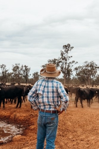 Farmer in paddock with mob of cows - Australian Stock Image
