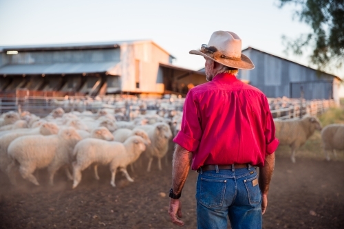 Farmer looking at mob of merino sheep in yard - Australian Stock Image