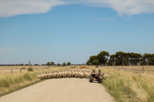 Farmer moving sheep on four wheeler motorbike along rural country road - Australian Stock Image