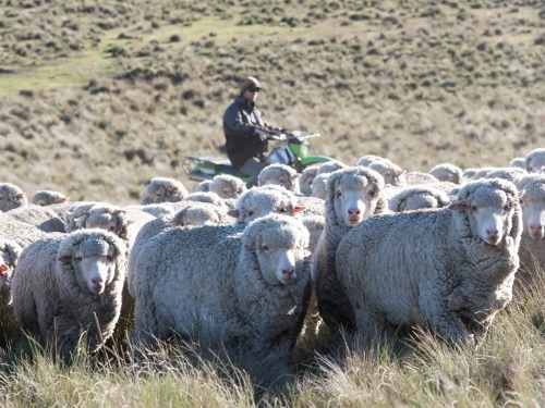 Farmer mustering merino fine wool sheep on a motorbike