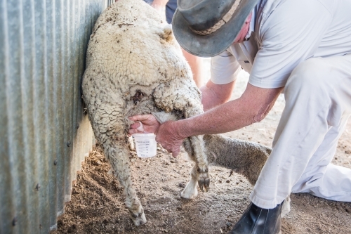 Farmer on knees in dirt in yards on farm in drought milking mother ewe sheep while lamb drinks - Australian Stock Image