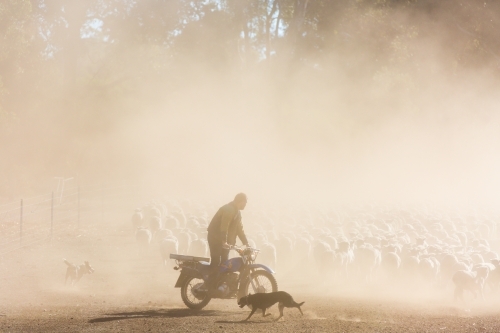 Farmer on motorbike with sheepdog mustering sheep