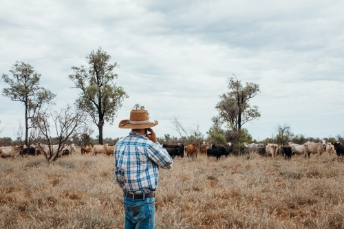 Farmer On phone call in paddock - Australian Stock Image
