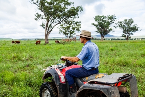 Farmer on quad bike checking cattle in green paddock - Australian Stock Image