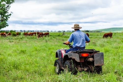 Farmer on quad bike checking cattle in green paddock