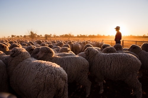 Farmer overlooking pen of merino sheep - Australian Stock Image