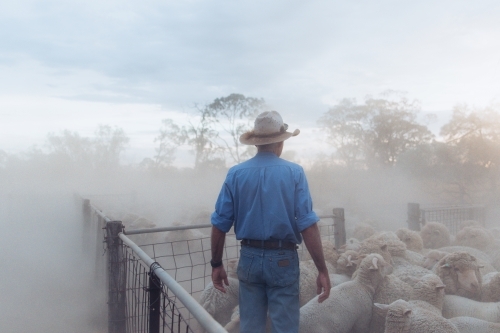 Farmer overlooking yard of merino sheep - Australian Stock Image