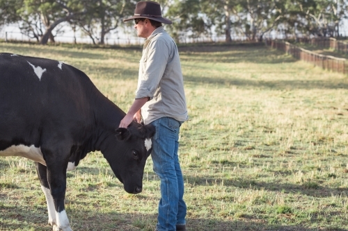 farmer patting one of his cows - Australian Stock Image
