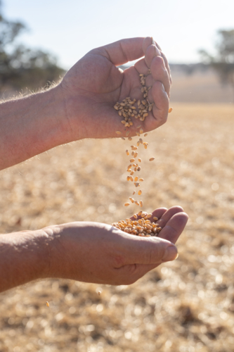 Farmer pouring wheat into his hand at harvest time - Australian Stock Image