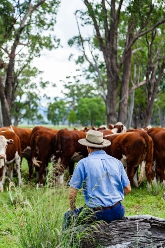 Farmer resting on log watching heard of new stock in green paddock - Australian Stock Image