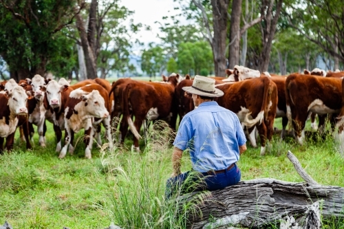 Farmer resting on log watching heard of new stock in green paddock - Australian Stock Image