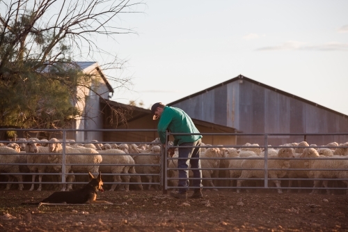 Farmer securing merino sheep mob into yard - Australian Stock Image