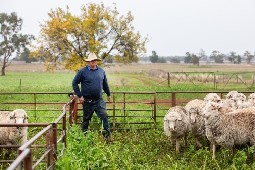 Farmer shifting sheep in the yards - Australian Stock Image
