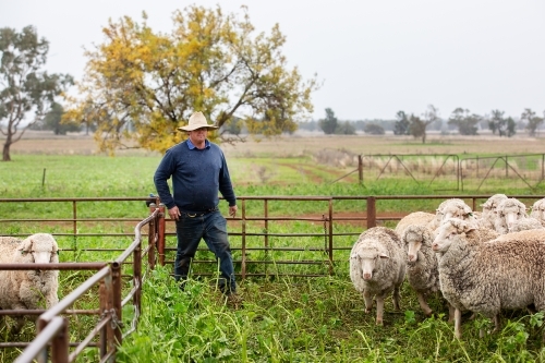 Farmer shifting sheep in the yards