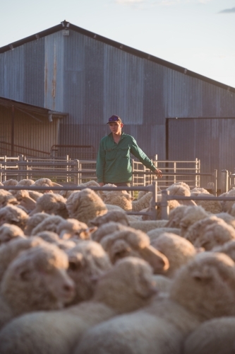 Farmer standing with a flock of sheep - Australian Stock Image