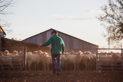 Farmer taking care of a flock of sheep - Australian Stock Image