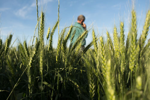 Farmer talking on the mobile phone standing in a crop of wheat - Australian Stock Image