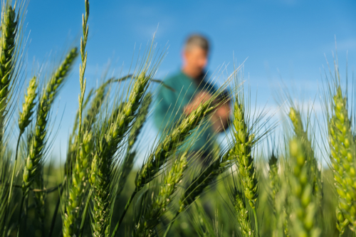 Farmer talking on the mobile phone standing in a crop of wheat - Australian Stock Image