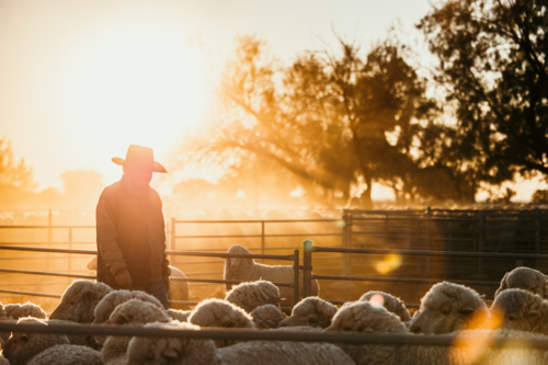 Farmer walking inside the fence with flock of sheep at sunset - Australian Stock Image