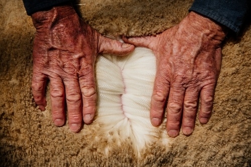 Farmers hands and sheep wool