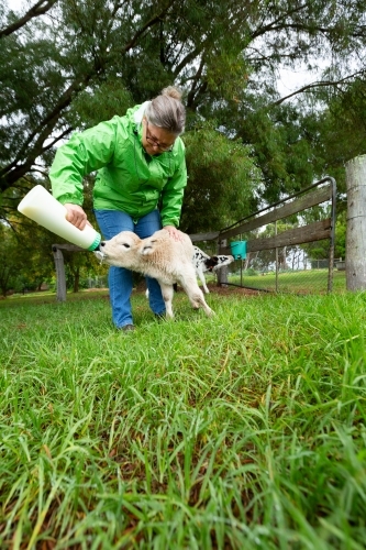 farming lady feeding small calf with milk bottle