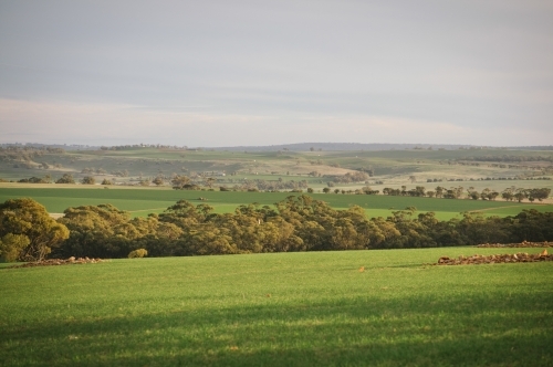 Farming landscape in the Avon Valley region of Western Australia