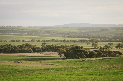 Farming landscape in the Avon Valley region of Western Australia