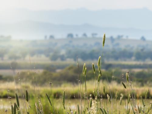 Farmland in the North East of Victoria - Australian Stock Image