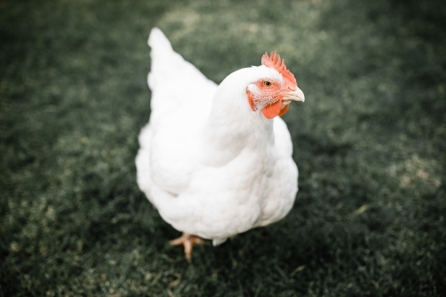 Fat white broiler meat chicken standing on grass