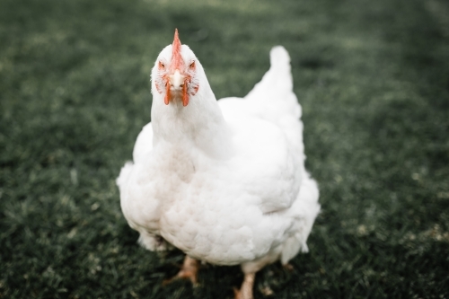 Fat white broiler meat chicken standing on green grass with an angry bird look on her face - Australian Stock Image