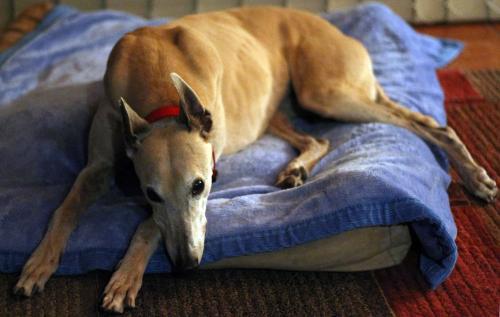 Fawn Greyhound lying on a mat indoors