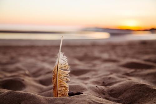 Feather on beach at sunrise