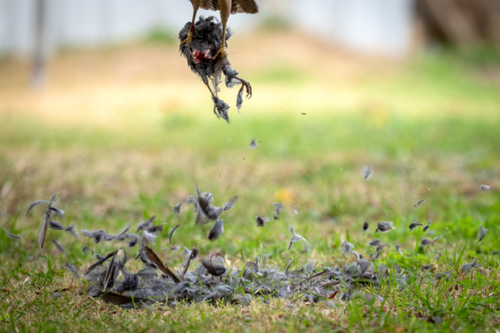Feathers scatter as hawk lifts prey from the grass, powerful talons gripping tight. - Australian Stock Image