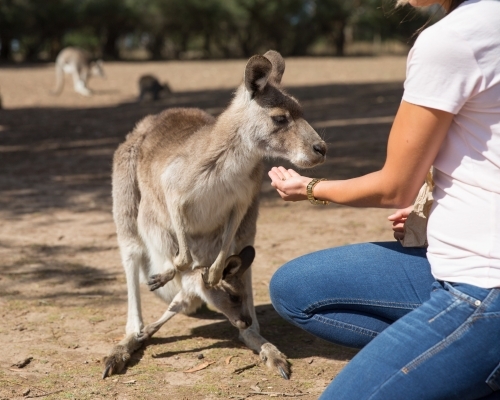 Feeding Kangaroo and Joey - Australian Stock Image