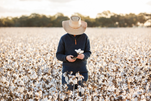 Female farmer checking cotton - Australian Stock Image
