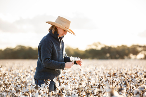Female farmer checking cotton crop at harvest - Australian Stock Image