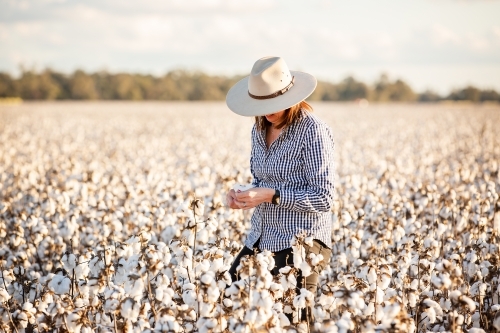 Female farmer in a cotton crop at harvest - Australian Stock Image