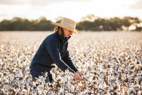 Female farmer in cotton crop before harvest - Australian Stock Image