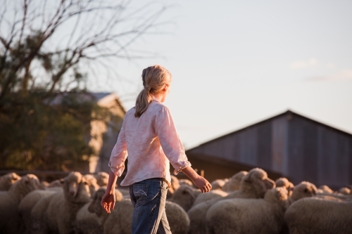 Female farmer in yard looking at merino sheep - Australian Stock Image